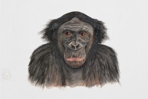 Header-BonoBo-Urheberrechtsverletzung
