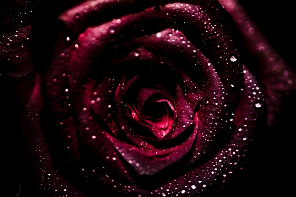 Nature photography of a rose