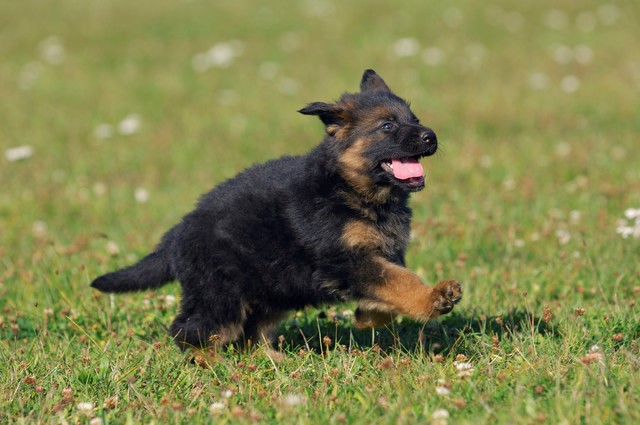 Running dog on a grass field