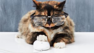 Katze mit Brille und Pfote auf Computermaus