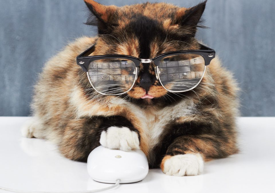 Katze mit Brille und Pfote auf Computermaus