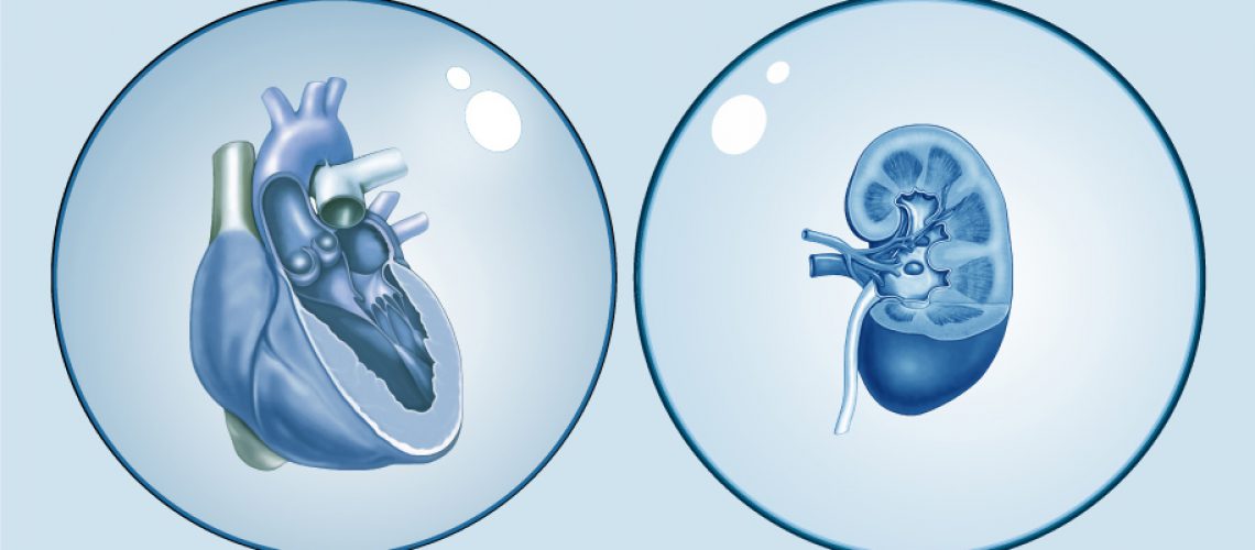 Medizinische Illustration von Herz und Niere